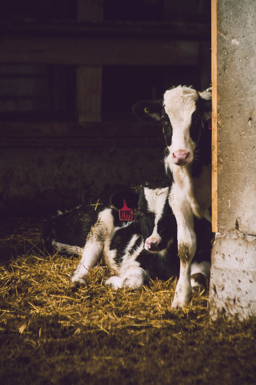 two white and black cows inside shed